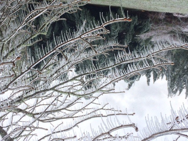 ice on tree