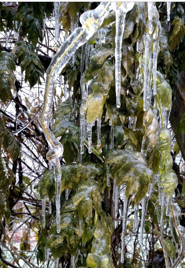 ice on wisteria