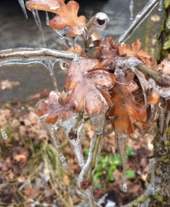 ice on oak leaves